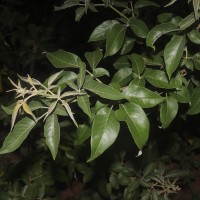 Vitex trifolia subsp. trifolia